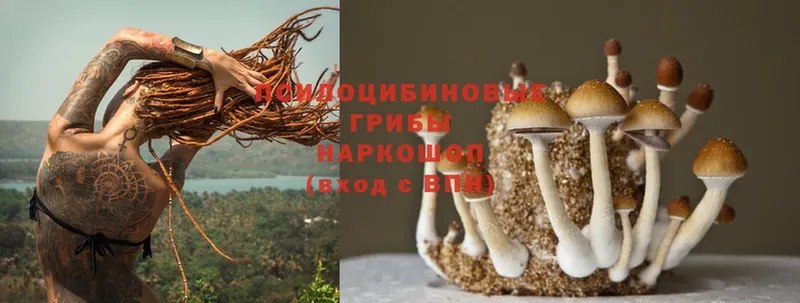 Галлюциногенные грибы Psilocybe  Ардон 